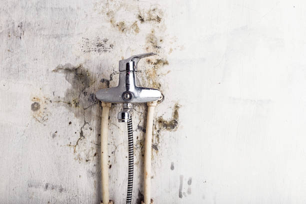Best DIY Mold Remediation Support Services in Port Morris, NJ
