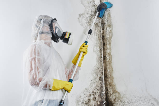 Best Black Mold Remediation in Port Morris, NJ