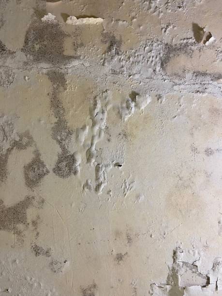 Trusted Port Morris, NJ Mold Remediation Experts