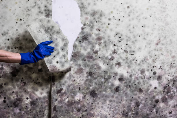 Best Basement Mold Remediation in Port Morris, NJ