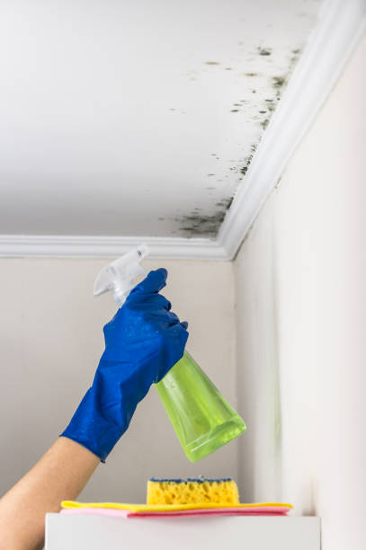 Best HVAC Mold Remediation in Port Morris, NJ