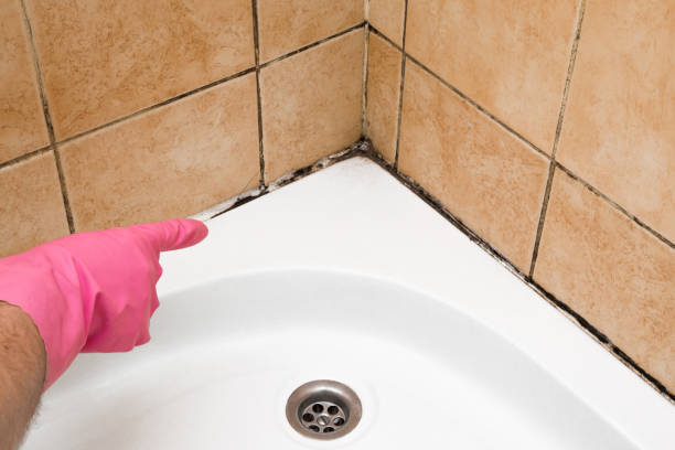 Best Insurance-Related Mold Remediation in Port Morris, NJ